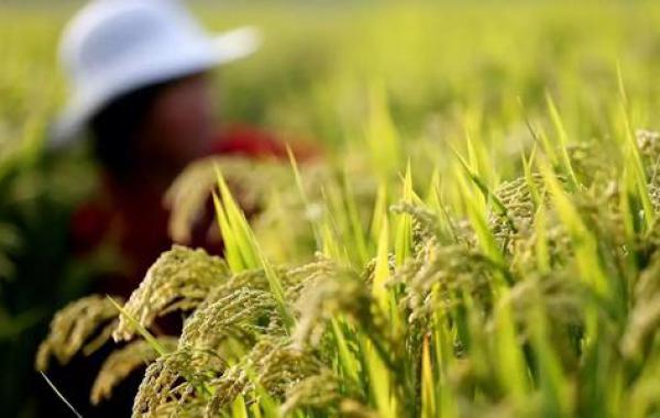 水稻种植技术之壮秧剂的应用